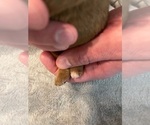 Small #8 Goldendoodle (Miniature)