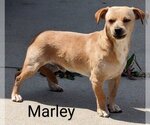 Small #1 Miniature Pinscher Mix