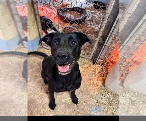 Medium Photo #2 Labrador Retriever-Unknown Mix Puppy For Sale in Tracy City, TN, USA