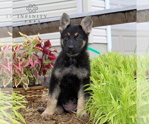 German Shepherd Dog Puppy for Sale in STEWARTSTOWN, Pennsylvania USA