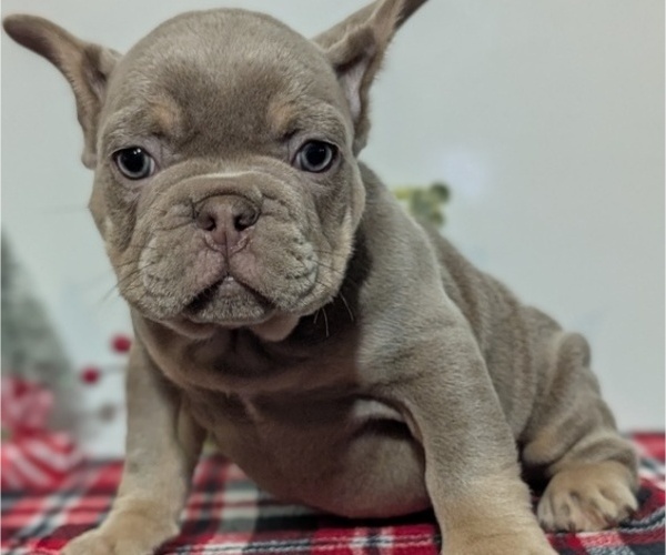Medium Photo #4 French Bulldog Puppy For Sale in GOSHEN, IN, USA