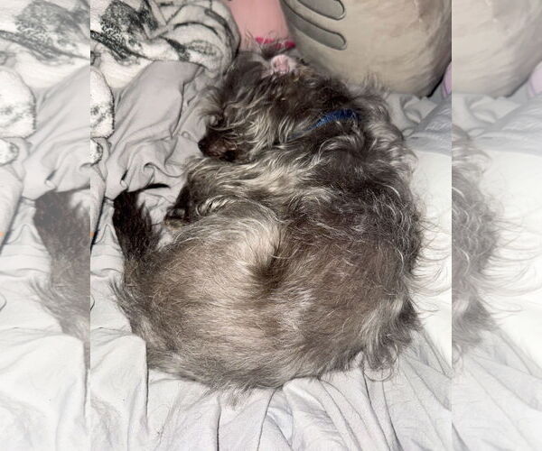 Medium Photo #4 Mutt Puppy For Sale in Corona, CA, USA