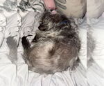 Small #3 Mutt