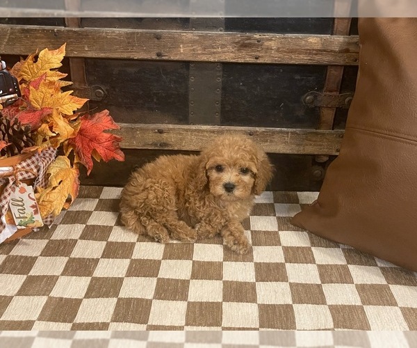 Medium Photo #5 Cavapoo (Miniature) Puppy For Sale in FULTON, KS, USA