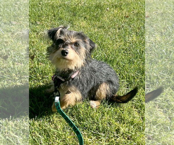 Medium Photo #3 Mutt Puppy For Sale in Corona, CA, USA