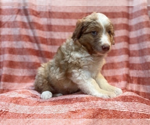 Medium Photo #19 Australian Shepherd Puppy For Sale in LAKELAND, FL, USA
