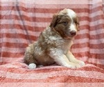 Small Photo #19 Australian Shepherd Puppy For Sale in LAKELAND, FL, USA