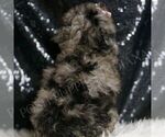 Small #5 Poodle (Miniature)
