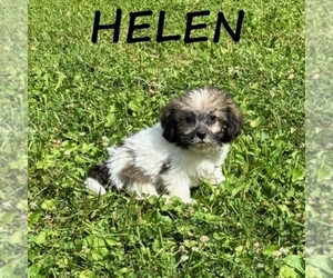 Shih-Poo Puppy for sale in HARTLAND, MN, USA