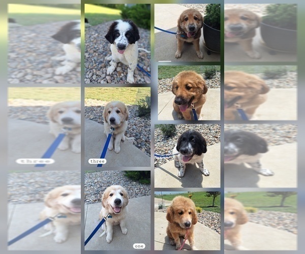 Medium Photo #2 Great Bernese Puppy For Sale in TOPEKA, KS, USA