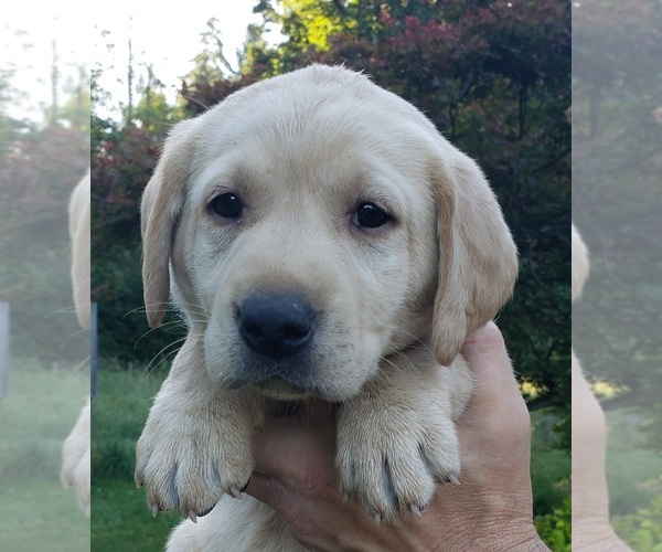 Medium Photo #8 Labrador Retriever Puppy For Sale in OLYMPIA, WA, USA
