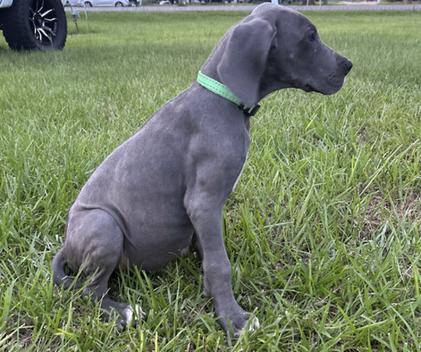Medium Photo #2 Great Dane Puppy For Sale in HAMMOND, LA, USA