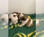 Small Photo #37 Shih Tzu Puppy For Sale in VENETA, OR, USA