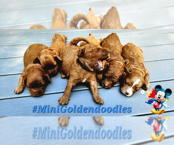 Medium Photo #1 Golden Retriever-Poodle (Toy) Mix Puppy For Sale in TOPEKA, KS, USA