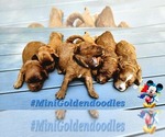Image preview for Ad Listing. Nickname: Litter of 6