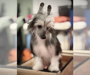 Chinese Crested Puppy for Sale in BROOKSVILLE, Florida USA
