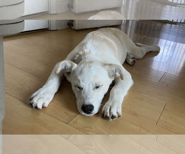 Medium Photo #3 Shepradors Puppy For Sale in Davis, CA, USA