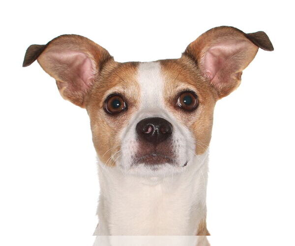 Medium Photo #1 Chihuahua Puppy For Sale in Oakland Park, FL, USA