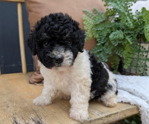 Medium Photo #2 Poovanese Puppy For Sale in GOSHEN, IN, USA