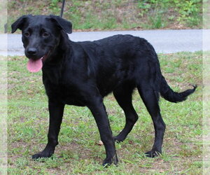 Labrador Retriever-Unknown Mix Dogs for adoption in Prattville, AL, USA