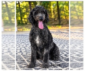 Mother of the Goldendoodle puppies born on 07/31/2026