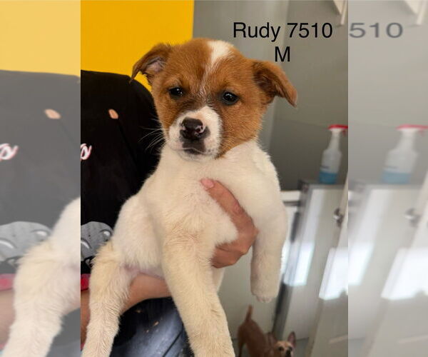 Medium Photo #2 Mutt Puppy For Sale in Studio City, CA, USA