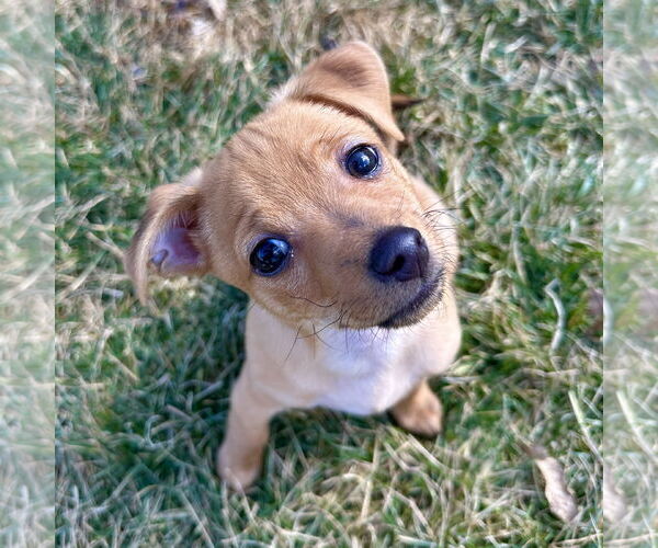 Medium Photo #2 Chiweenie Puppy For Sale in Batavia, OH, USA