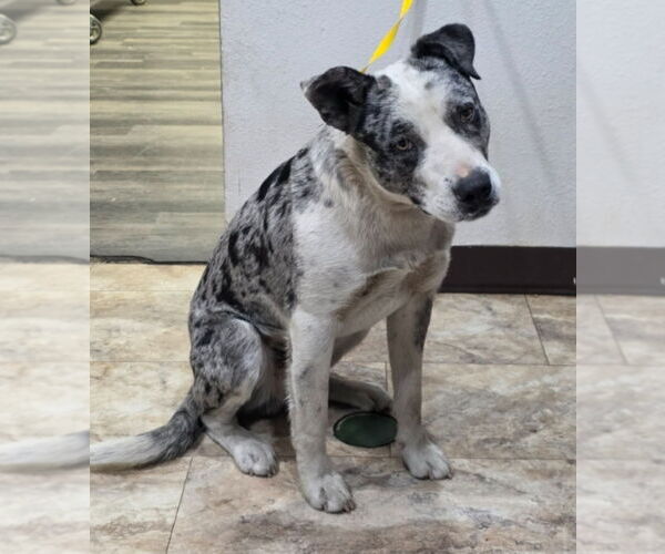 Medium Photo #4 Australian Shepherd-Catahoula Leopard Dog Mix Puppy For Sale in Lakewood, CO, USA