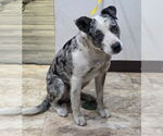 Small #3 Australian Shepherd-Catahoula Leopard Dog Mix