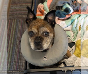 Pug-Unknown Mix Dogs for adoption in Fargo, ND, USA