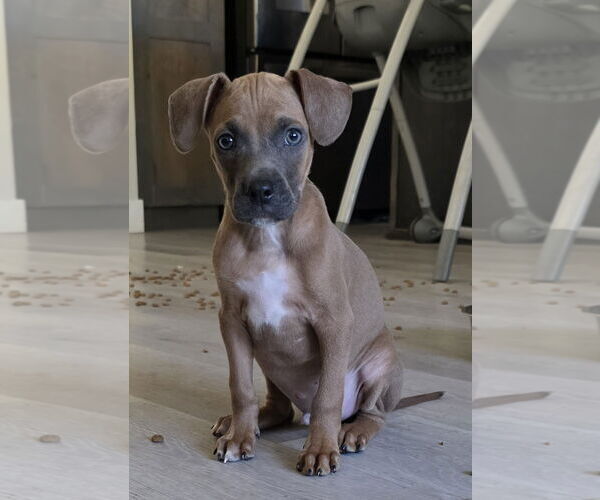 Medium Photo #2 Bullboxer Pit Puppy For Sale in MIDWAY, UT, USA