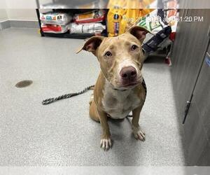 American Pit Bull Terrier-Unknown Mix Dogs for adoption in Ocala, FL, USA