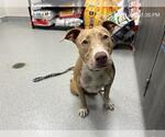 Small American Pit Bull Terrier Mix