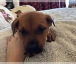 Small Rottweiler Mix
