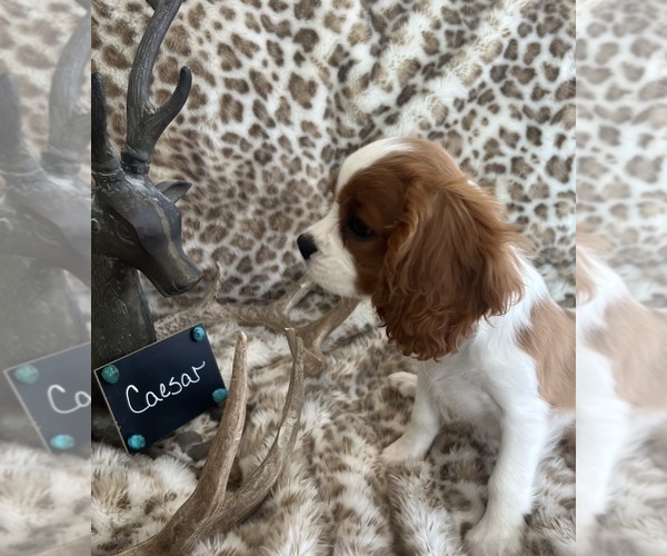 Medium Photo #5 Cavalier King Charles Spaniel Puppy For Sale in ABILENE, TX, USA