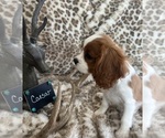 Small #4 Cavalier King Charles Spaniel