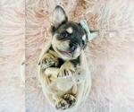 Small #9 French Bulldog