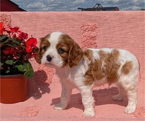 Medium Photo #9 Cavalier King Charles Spaniel Puppy For Sale in GOSHEN, IN, USA