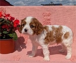 Small Photo #44 Cavalier King Charles Spaniel Puppy For Sale in GOSHEN, IN, USA