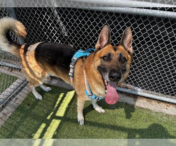 Medium Photo #2 German Shepherd Dog-Unknown Mix Puppy For Sale in Grand Prairie, TX, USA