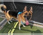 Small #1 German Shepherd Dog Mix