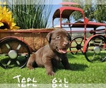 Puppy Teal girl Labrador Retriever