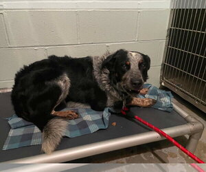 Balloo - Male Mutt Dog for Adoption - Photo #2