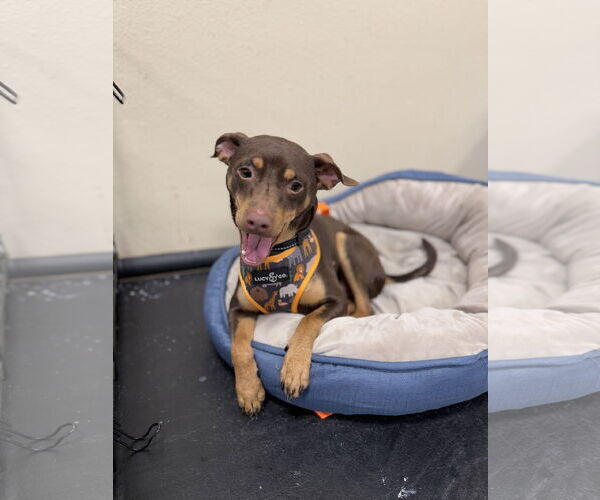 Medium Photo #1 Miniature Pinscher-Unknown Mix Puppy For Sale in Oakhurst, NJ, USA