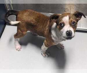 Mutt Dogs for adoption in Andover, MN, USA