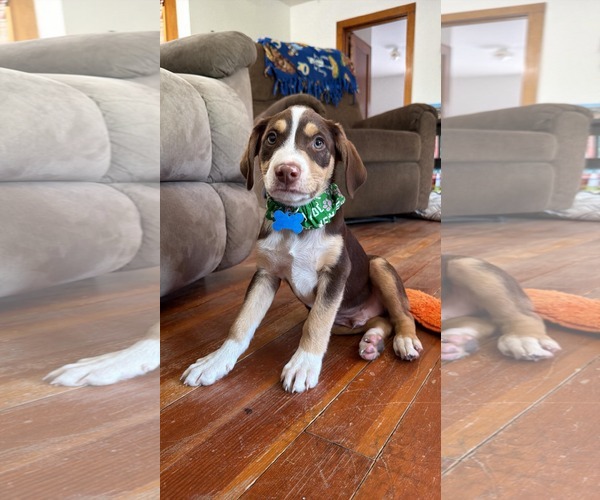 Medium Photo #1 Coonagle Puppy For Sale in Sheboygan, WI, USA