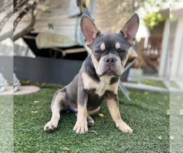 Medium Photo #4 French Bulldog Puppy For Sale in RIVERSIDE, CA, USA