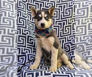 Siberian Husky Puppy for sale in QUARRYVILLE, PA, USA