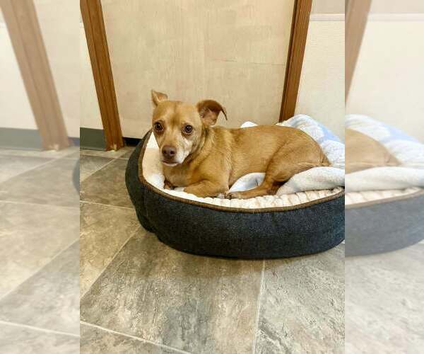 Medium Photo #2 Chiweenie Puppy For Sale in oakland, FL, USA