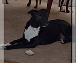 Small #4 Labrador Retriever Mix